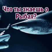 Характер, общие черты знака зодиака Рыбы